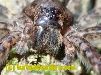 /home//u458753944/public_html/sourcegallery//////////////////////////////Insects and small critters/spiders and kin (Arachnida)/P8031006.JPG